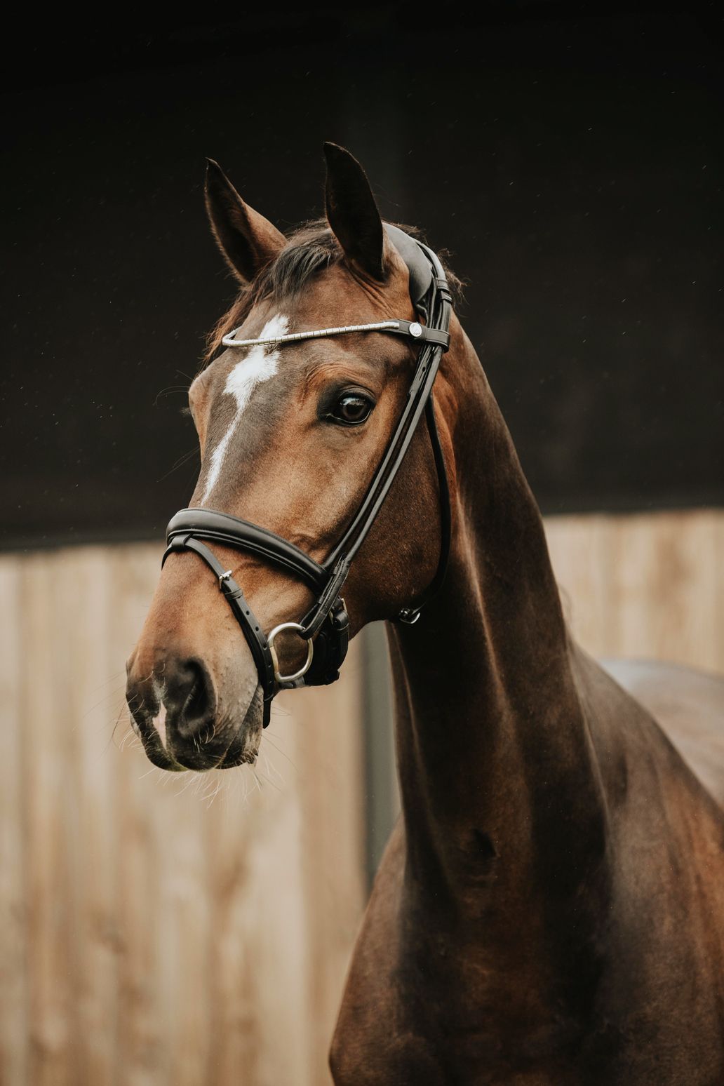 Finesse Bridles_moodpicture black